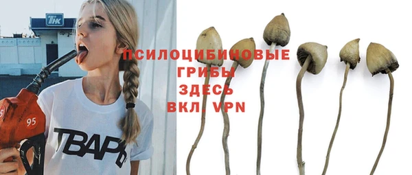 прущие грибы Горняк